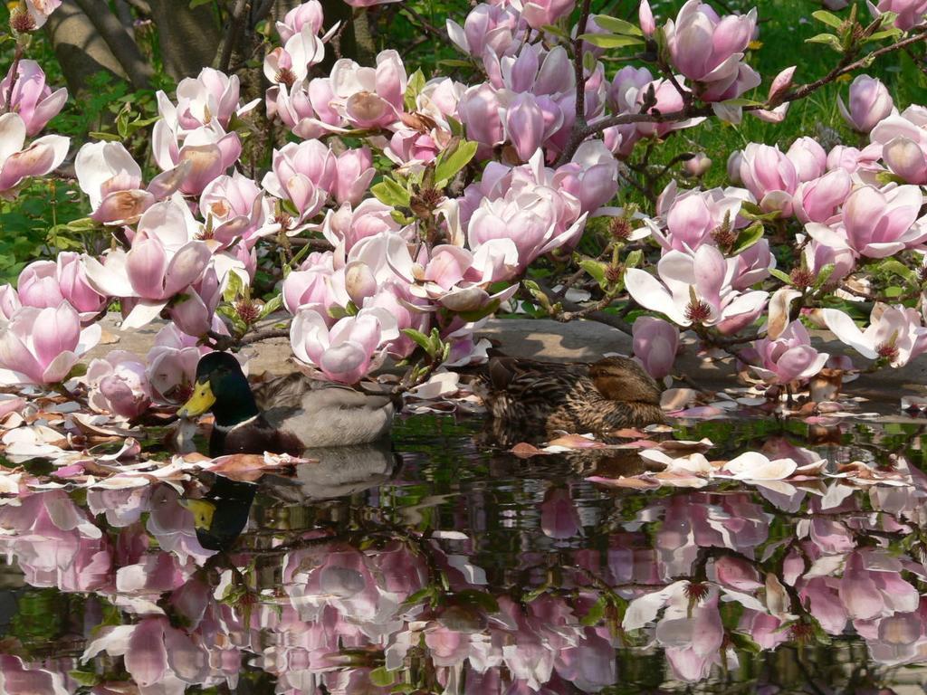 Am Stadtpark * Gorlitz